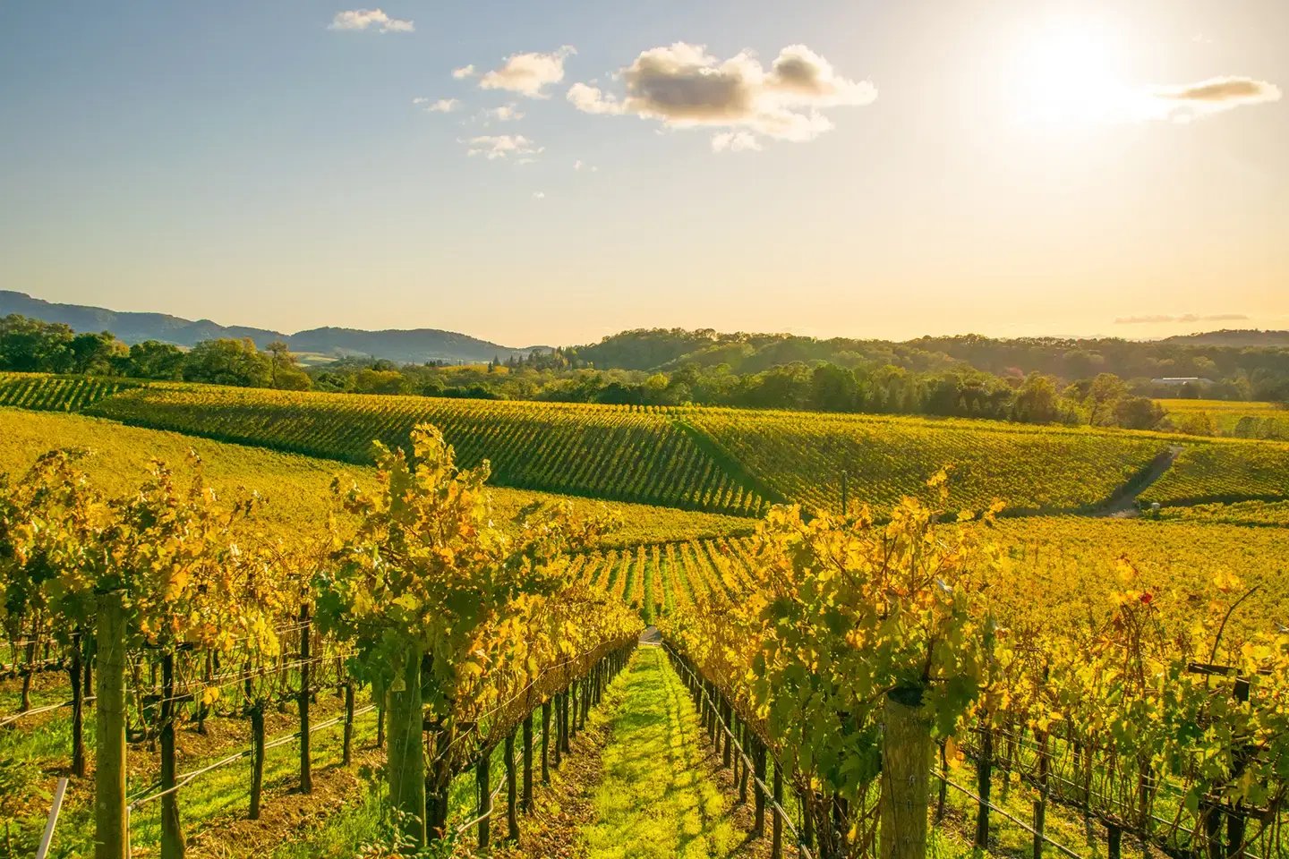 black-opal_jet-heli_napa-valley-vineyard